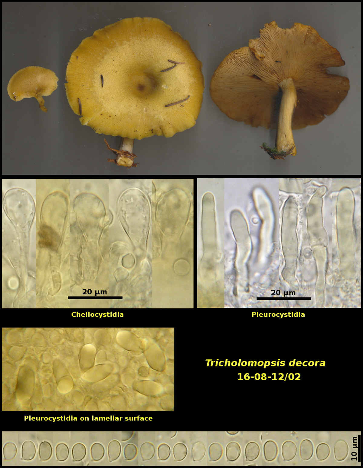 Picture of Tricholomopsis_decora 16-08-12/02